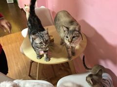 -李小姐の猫咖啡馆(五角场店)