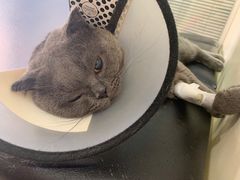 -芭比堂宠物医院·全科爱猫医院·仁德分院