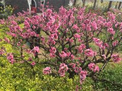 -南汇桃花村
