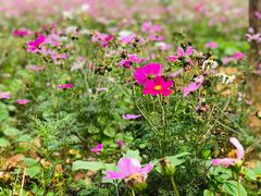 -天适樱花悠乐园