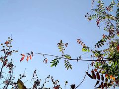 -杭州半山国家森林公园