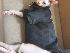 -楼上猫咖(罗湖店)