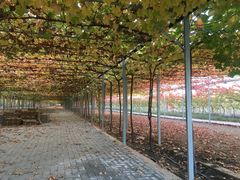 -白鹿原葡萄主题公园