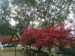 -重庆平顶山公园