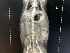 -瑞派·关忠动物医院·异宠专科·犬猫肿瘤·皮肤专科(望京店)