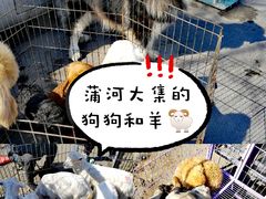 -蒲河大集