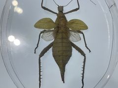 -上海昆虫博物馆