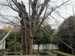 -上海佘山国家森林公园天马山园