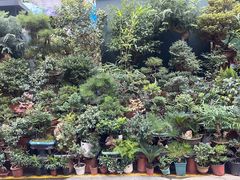 -青石桥花鸟鱼虫市场(叠翠城店)