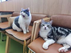 -MOCHA明星猫咖(田子坊店)