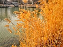 -大兴滨河森林公园