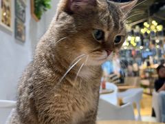 -藏猫猫咖啡主题馆(中央大道店)