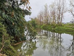 -苏记溪河鲢鱼庄(天府新区店)