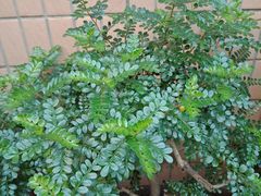 -星汇纯K量贩式KTV(卜蜂中心店)