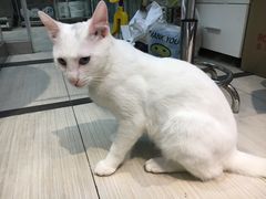 -PETKIT 小佩宠物·低压洗护·美容·寄养(安远店)