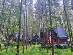 -黄海国家森林公园