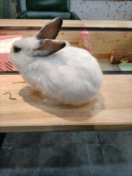 -神奇动物撸宠馆·羊驼·小浣熊·异宠(豫园店)