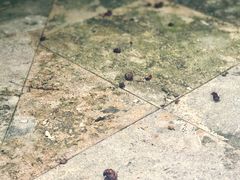 -老英格兰庄园