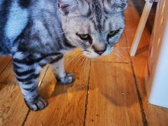 -Cappucimeow猫咪咖啡馆(韦伯时代店)