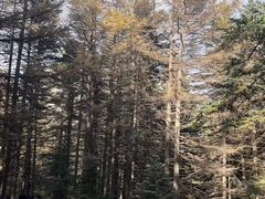 -芦芽山旅游度假区