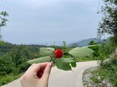 -北京西山国家森林公园