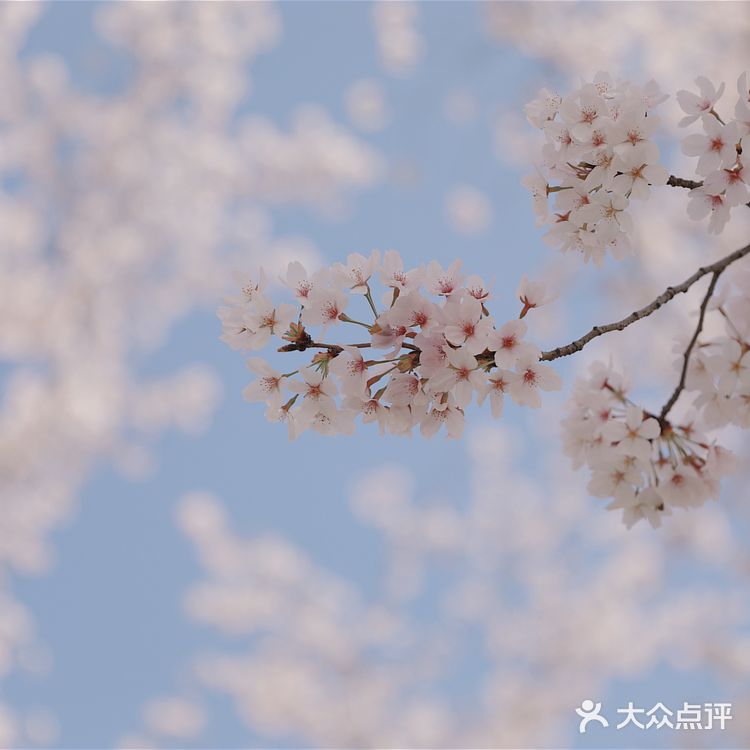苏城浪漫樱花实录🌸