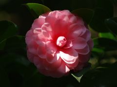 -金花茶公园