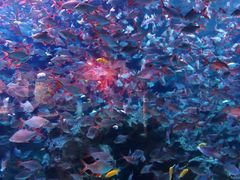 -成都浩海立方海洋公园