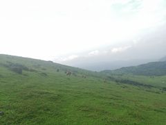 -大姆山草场