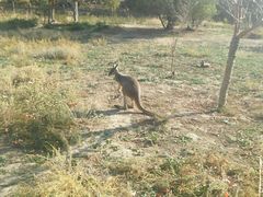 -新疆天山野生动物园