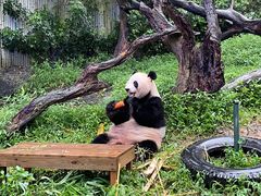 -广州长隆野生动物世界