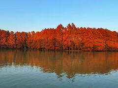 -上海海湾国家森林公园