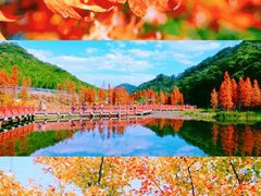 -广州市石门国家森林公园