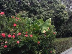 -荔香公园