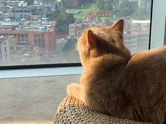 -Catmate·猫肥家润(金润铂宫店)