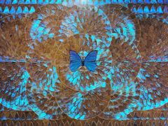 -上海昆虫博物馆