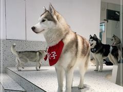 -Husky Go!哈士奇体验馆·宠物咖啡厅狗咖