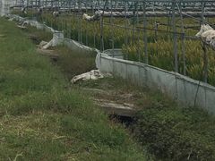 -金稼园·金平湖农家菜