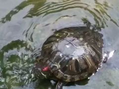 -九龙公园