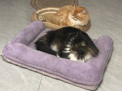 -北京观赏动物医院·24小时大型综合·猫专科·异宠专科