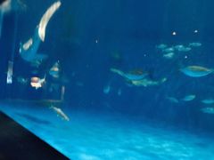 -鹿儿岛水族馆