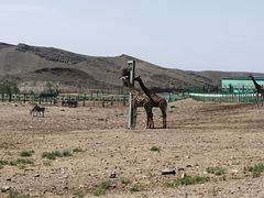 -新疆天山野生动物园