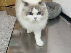 -四月宠物医院·猫专科·心脏专科·内科(转塘店)