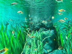 -上海海洋水族馆