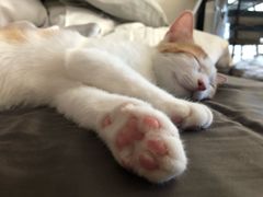-Boxing Cat Brewery拳击猫精酿啤酒馆(永福店)