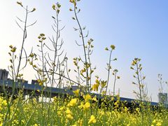 -光明小镇欢乐田园