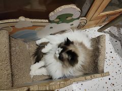 -滚猫咖啡·猫咖·猫友好撸猫(未来城店)