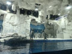 -华夏文旅海洋公园