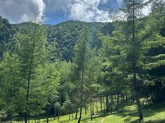 -武陵山森林公园