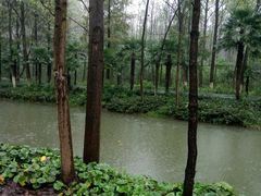 -合肥滨湖国家森林公园